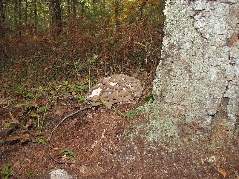 2008-10-08_Francis_Carter_Preserve 040.jpg
